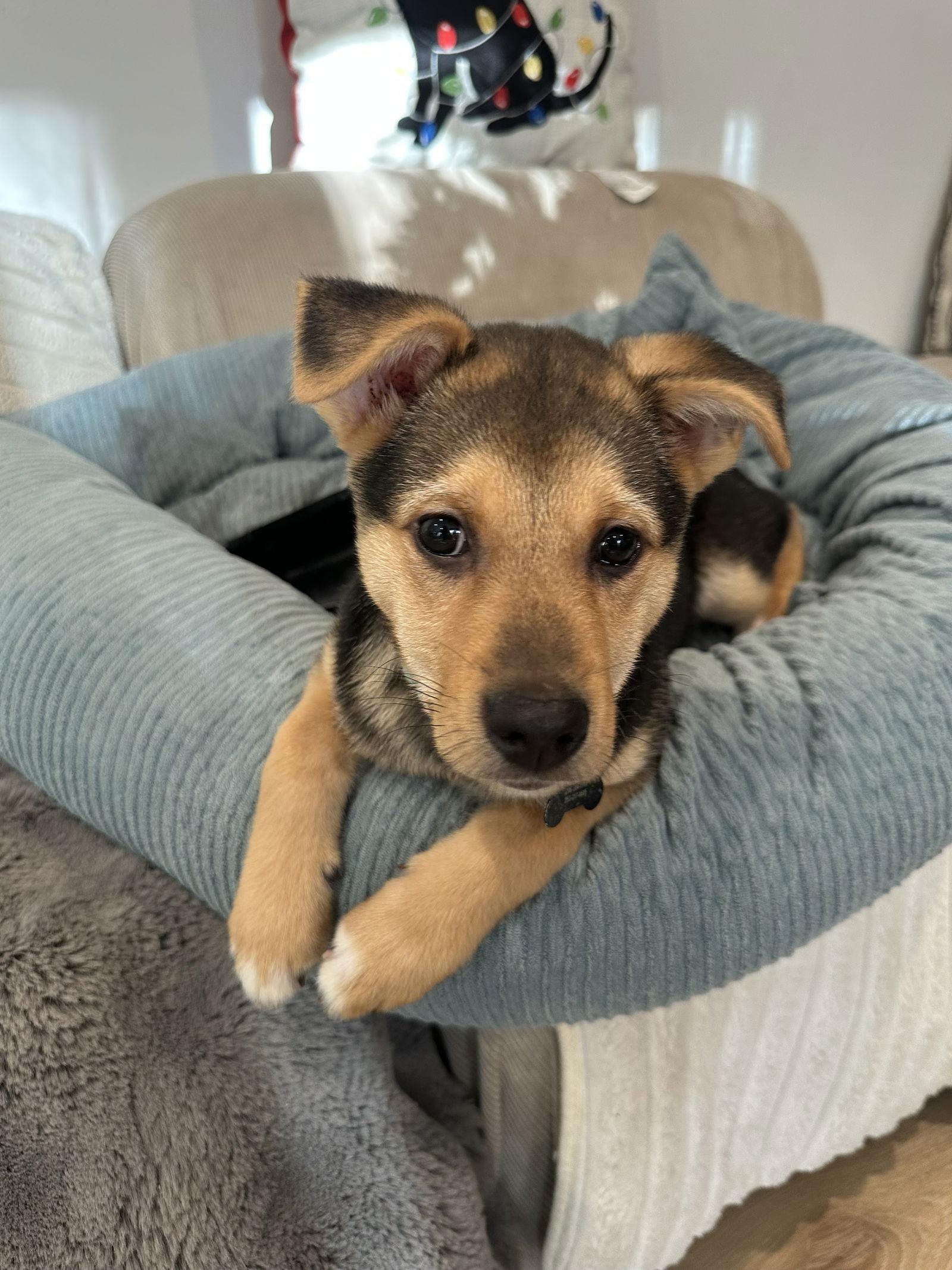 Enlarge Walter, a Adopted mixed breed in Bothell, WA image 3/3