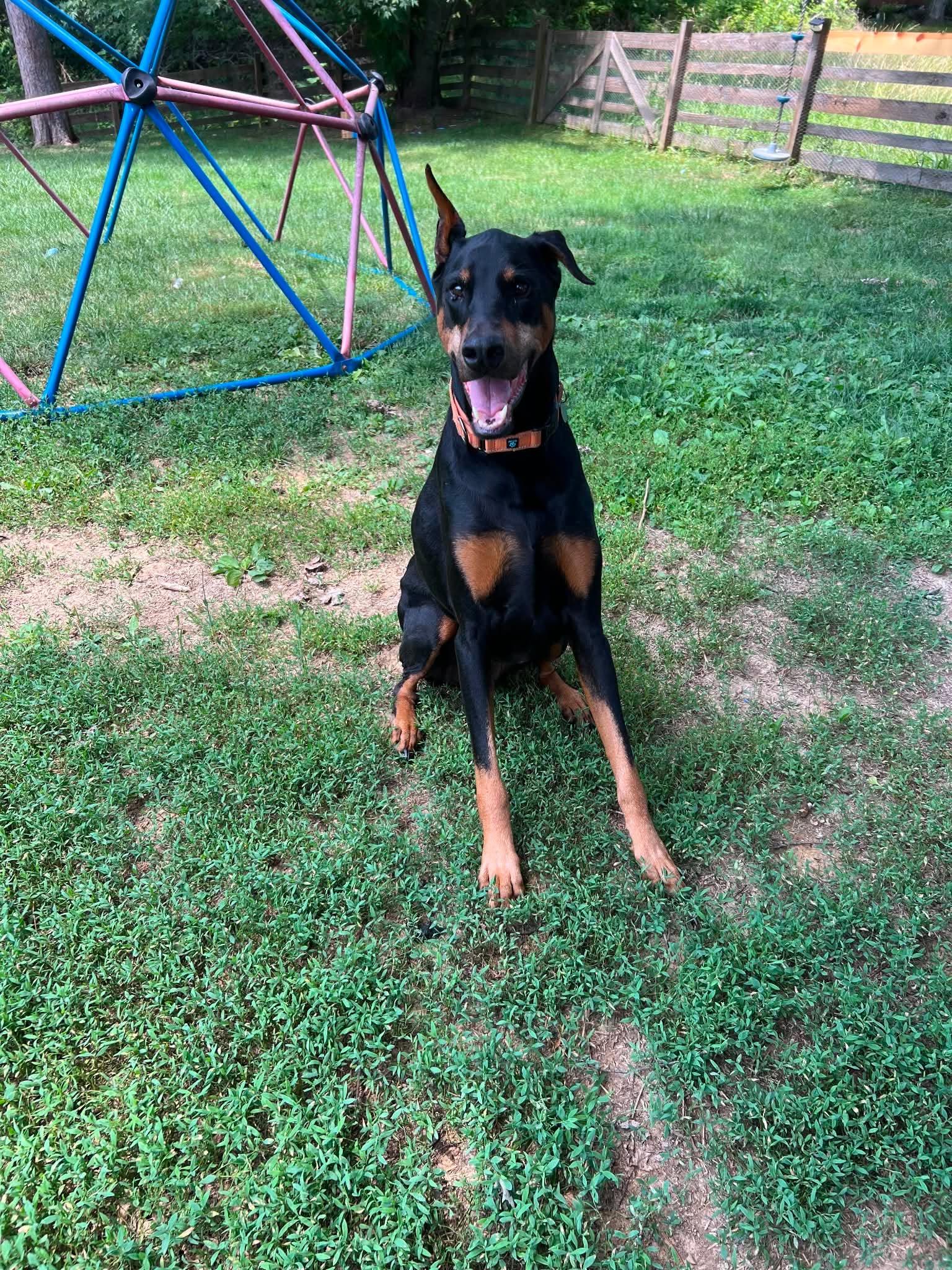 Enlarge Chase, Jax, a Adopted Doberman Pinscher in Aurora, OH image 1/3