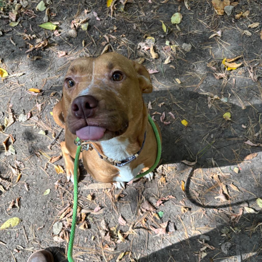 Enlarge Gypsum, a Adoptable Mixed Breed in Grand Rapids, MI image 1/6