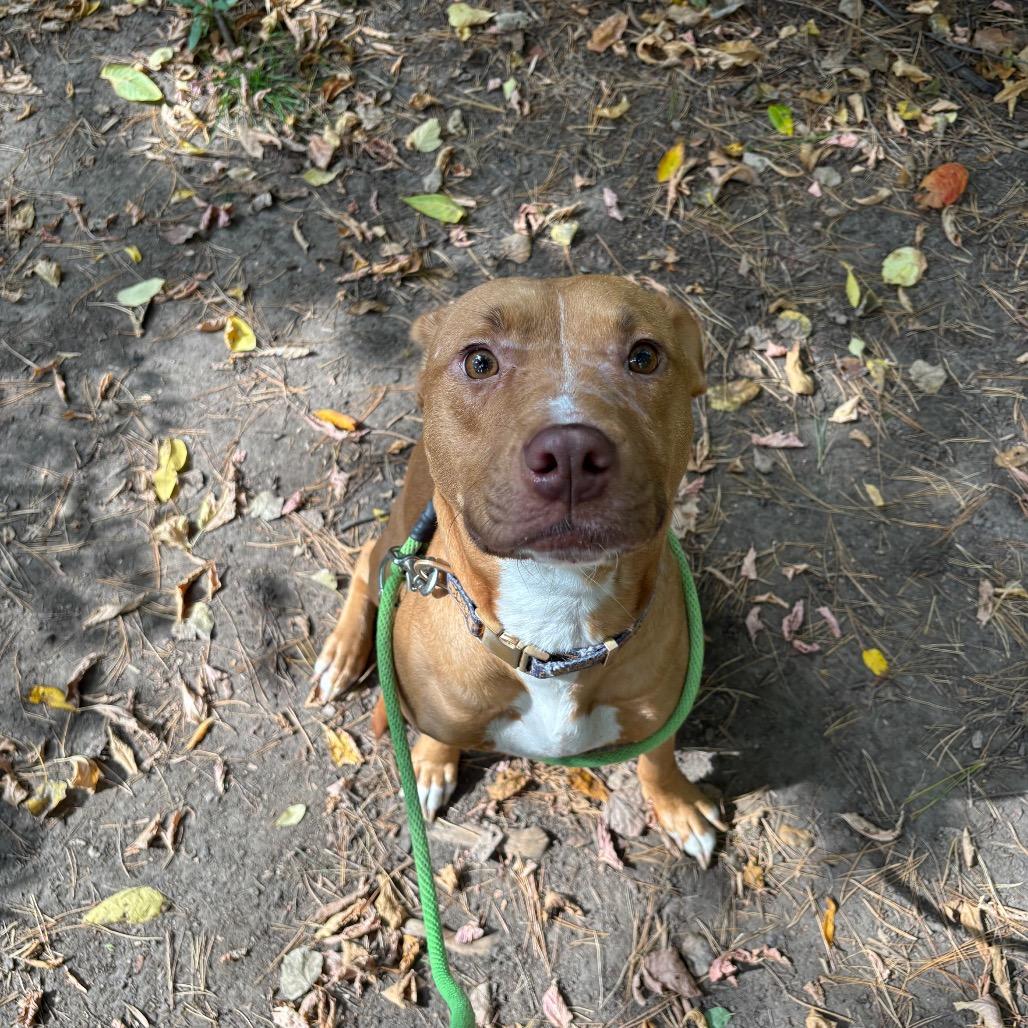 Enlarge Gypsum, a Adoptable Mixed Breed in Grand Rapids, MI image 2/6