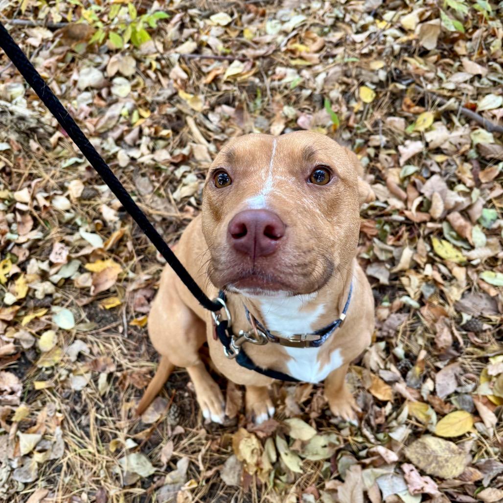 Enlarge Gypsum, a Adoptable Mixed Breed in Grand Rapids, MI image 3/6