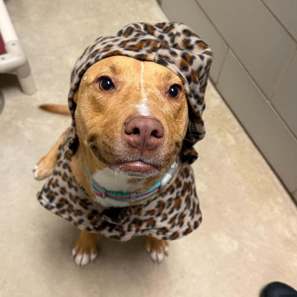 Enlarge Gypsum, a Adoptable Mixed Breed in Grand Rapids, MI image 4/6