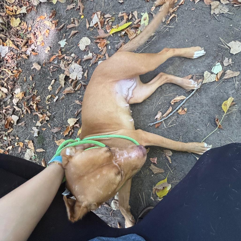 Gypsum — thumbnail 5