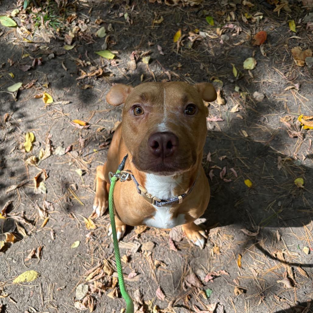 Enlarge Gypsum, a Adoptable Mixed Breed in Grand Rapids, MI image 6/6