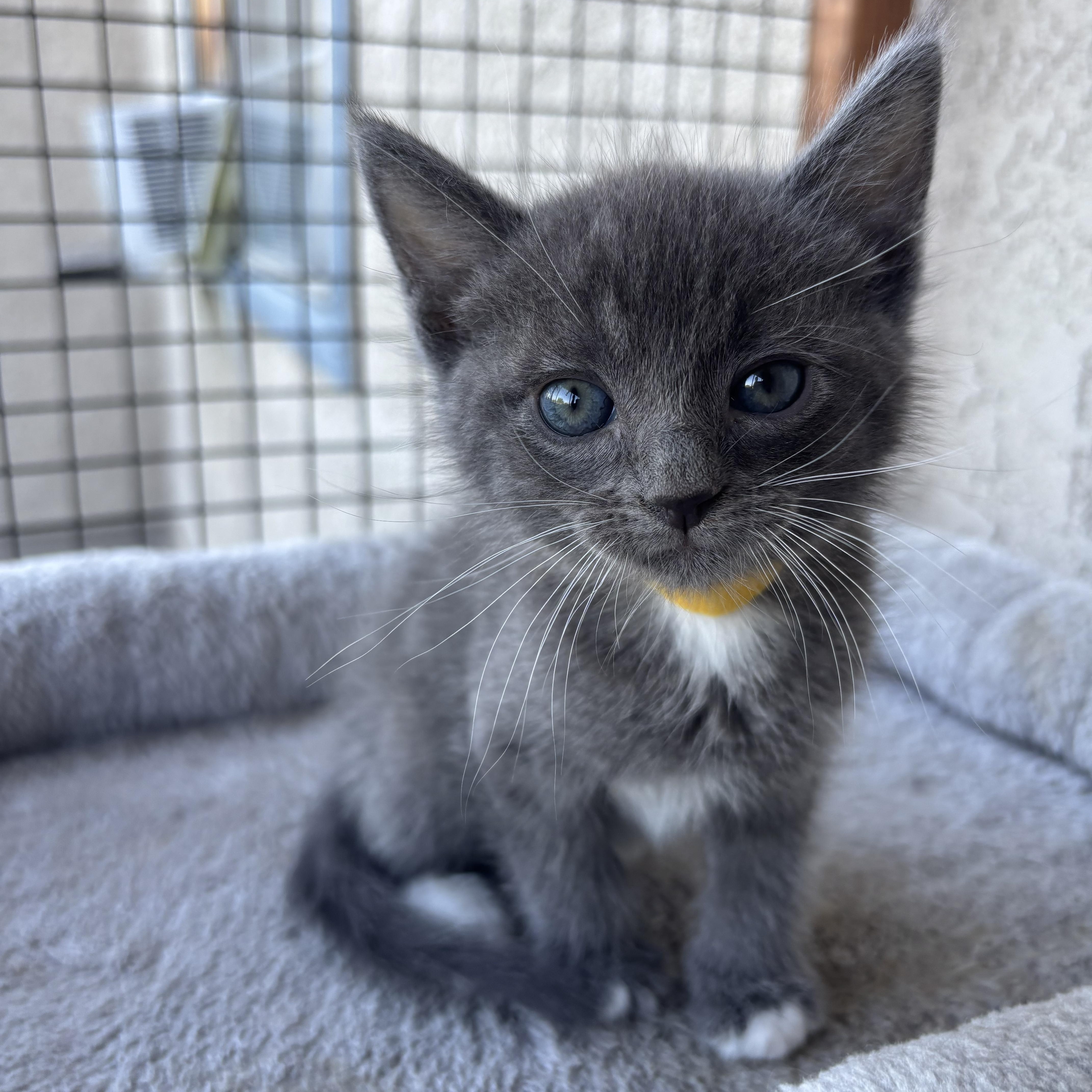 Raui, a ADOPTABLE Domestic Short Hair in Costa Mesa, CA image 2/3