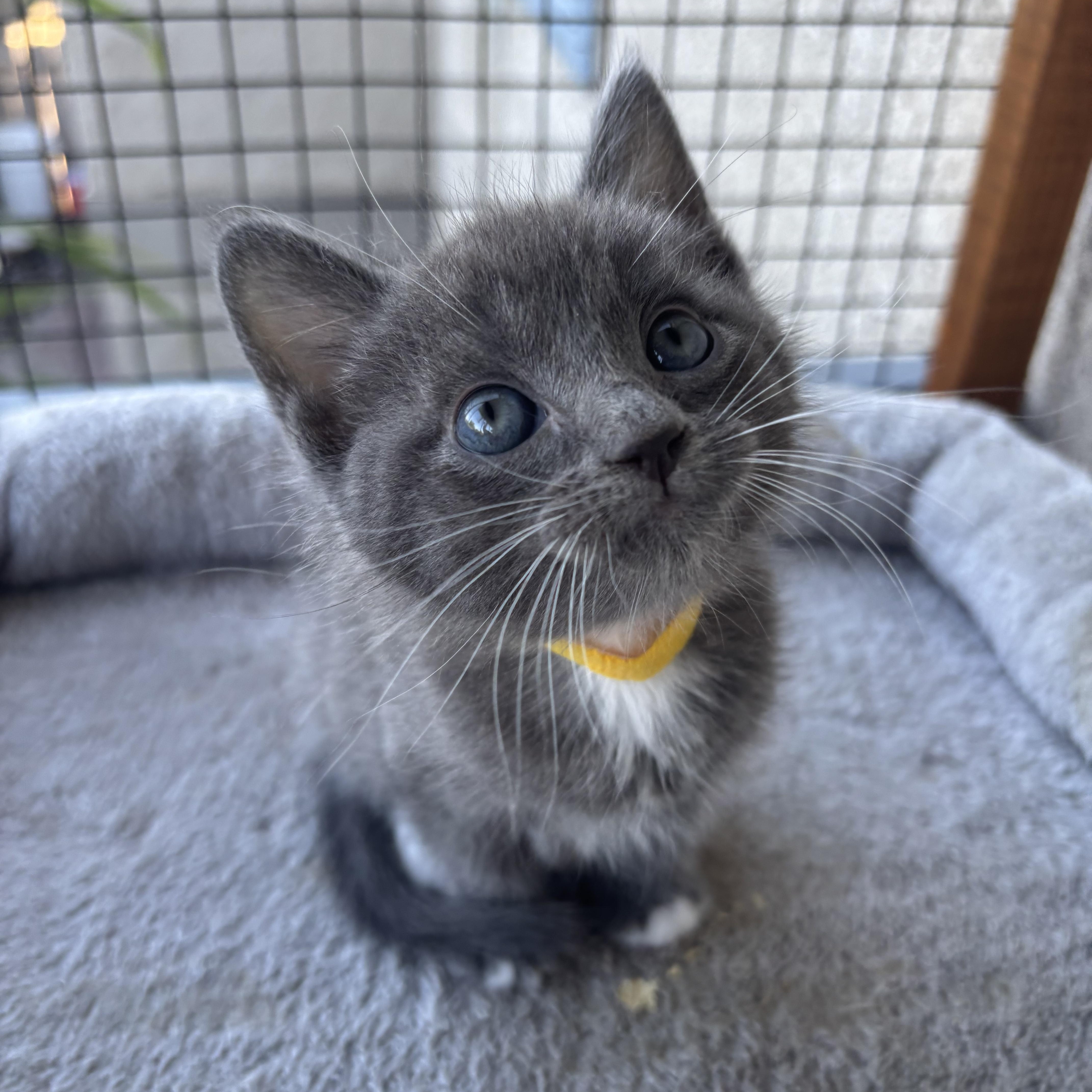 Raui, ADOPTABLE, Kitten Male Domestic Short Hair.