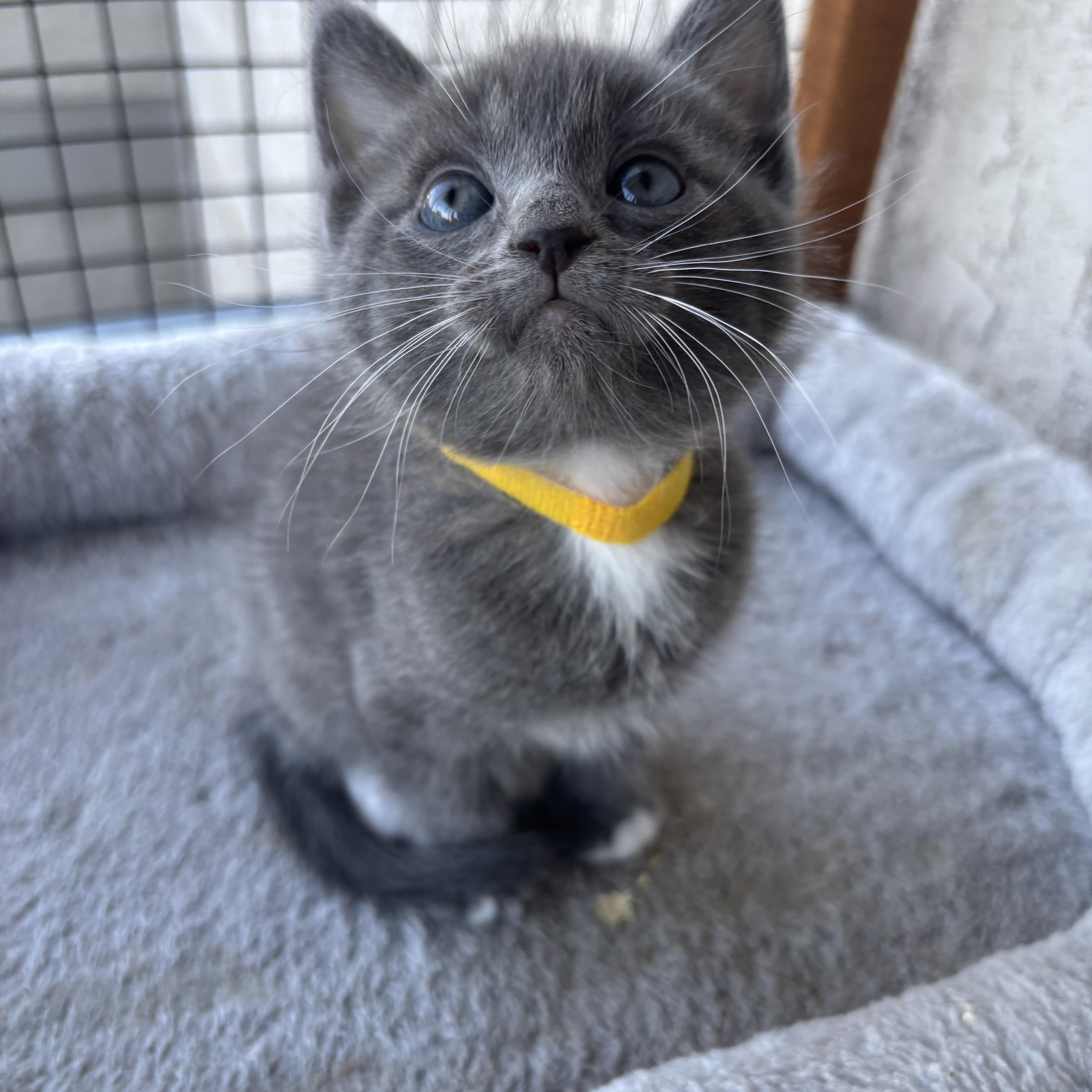 Raui, a ADOPTABLE Domestic Short Hair in Costa Mesa, CA image 3/3
