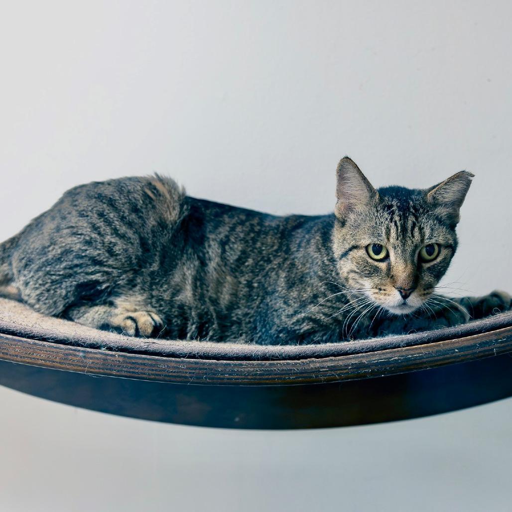 Dino, Adoptable, Adult Male Domestic Short Hair.