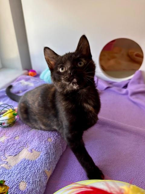 Enlarge Cher, a Adopted Domestic Short Hair in Seymour, TN image 1/6