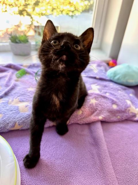 Enlarge Cher, a Adopted Domestic Short Hair in Seymour, TN image 3/6