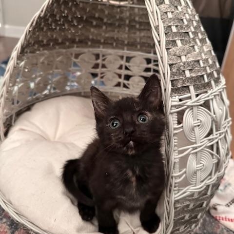 Enlarge Cher, a Adopted Domestic Short Hair in Seymour, TN image 5/6