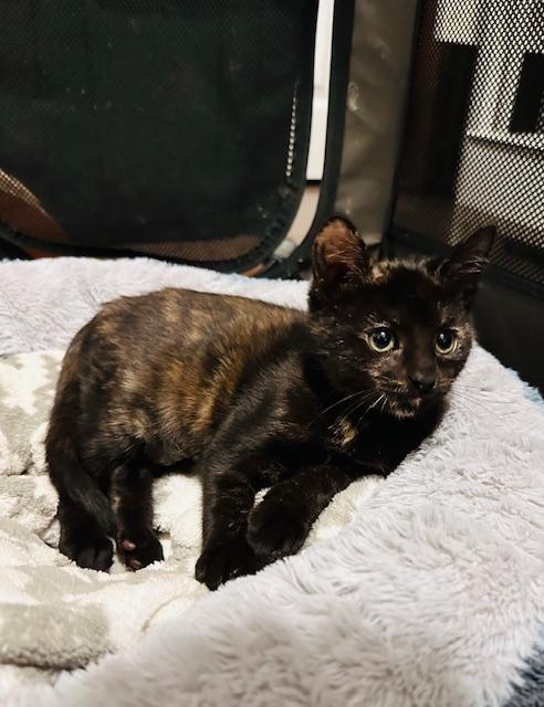 Enlarge Cher, a Adopted Domestic Short Hair in Seymour, TN image 4/6