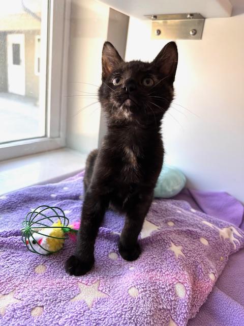 Enlarge Cher, a Adopted Domestic Short Hair in Seymour, TN image 2/6