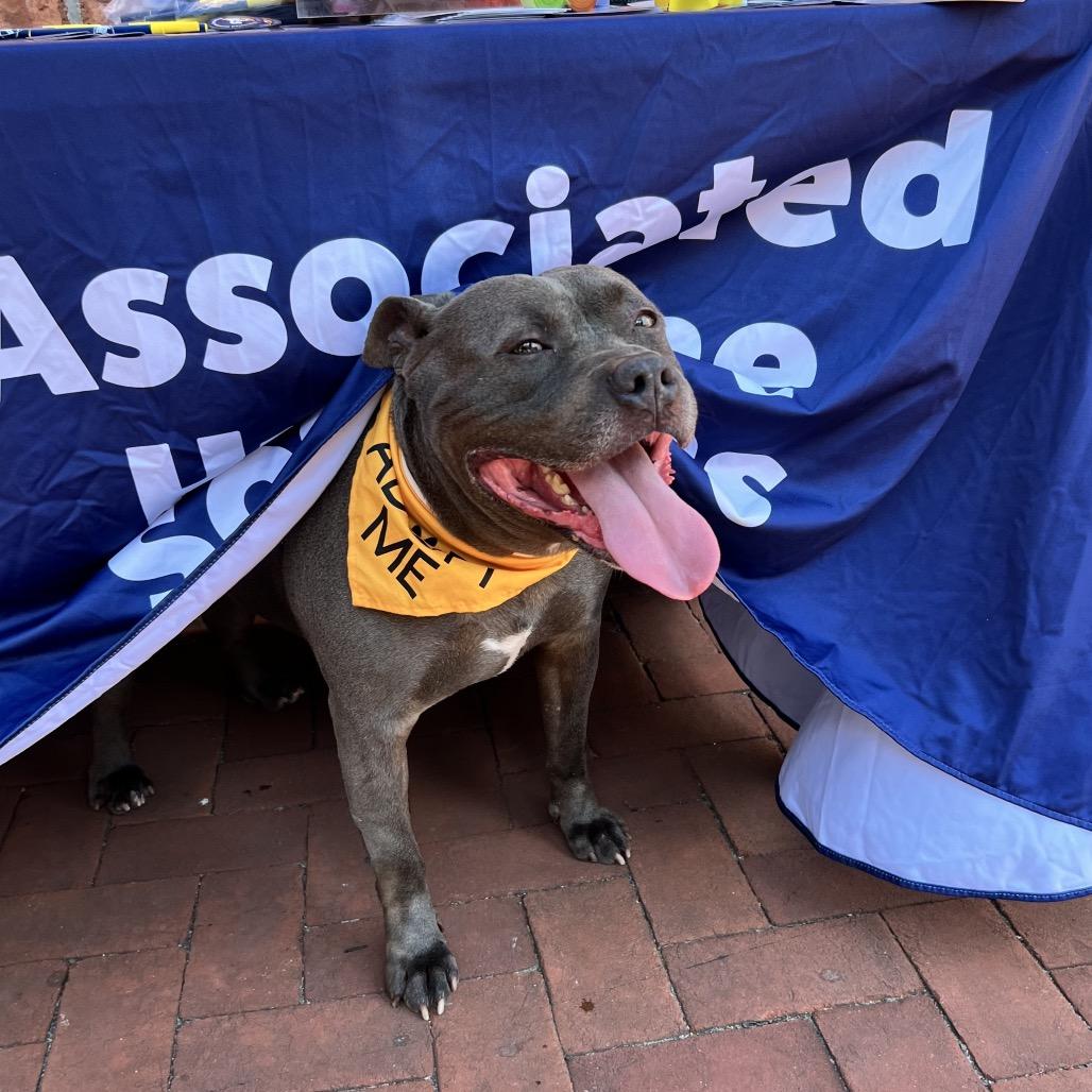 Enlarge Morris, a Adoptable Pit Bull Terrier in Tinton Falls, NJ image 1/6