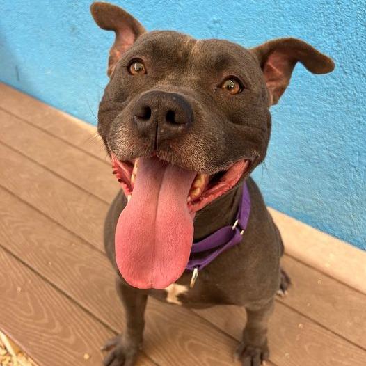 Enlarge Morris, a Adoptable Pit Bull Terrier in Tinton Falls, NJ image 2/6