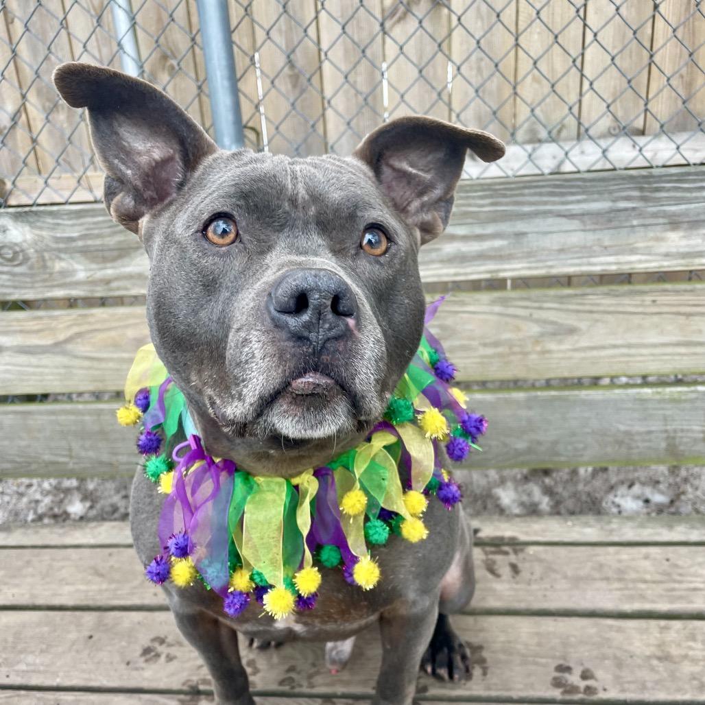 Enlarge Morris, a Adoptable Pit Bull Terrier in Tinton Falls, NJ image 2/6