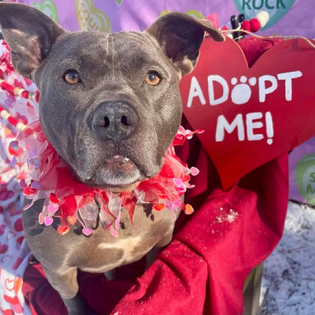Enlarge Morris, a Adoptable Pit Bull Terrier in Tinton Falls, NJ image 3/6