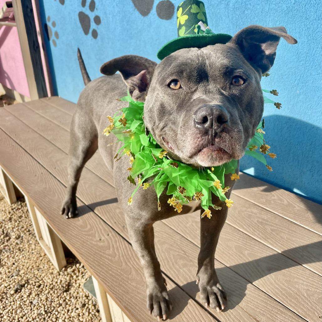 Enlarge Morris, a Adoptable Pit Bull Terrier in Tinton Falls, NJ image 5/6