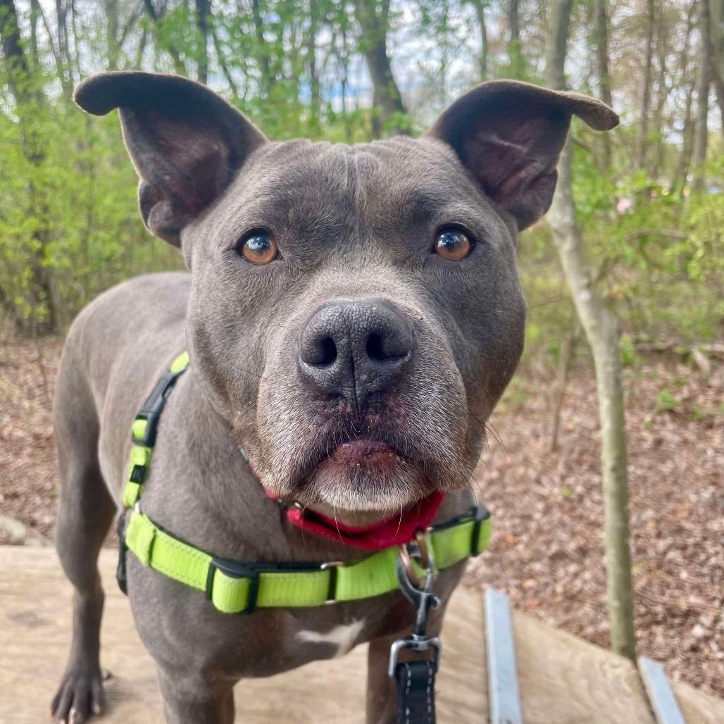 Enlarge Morris, a Adoptable Pit Bull Terrier in Tinton Falls, NJ image 6/6