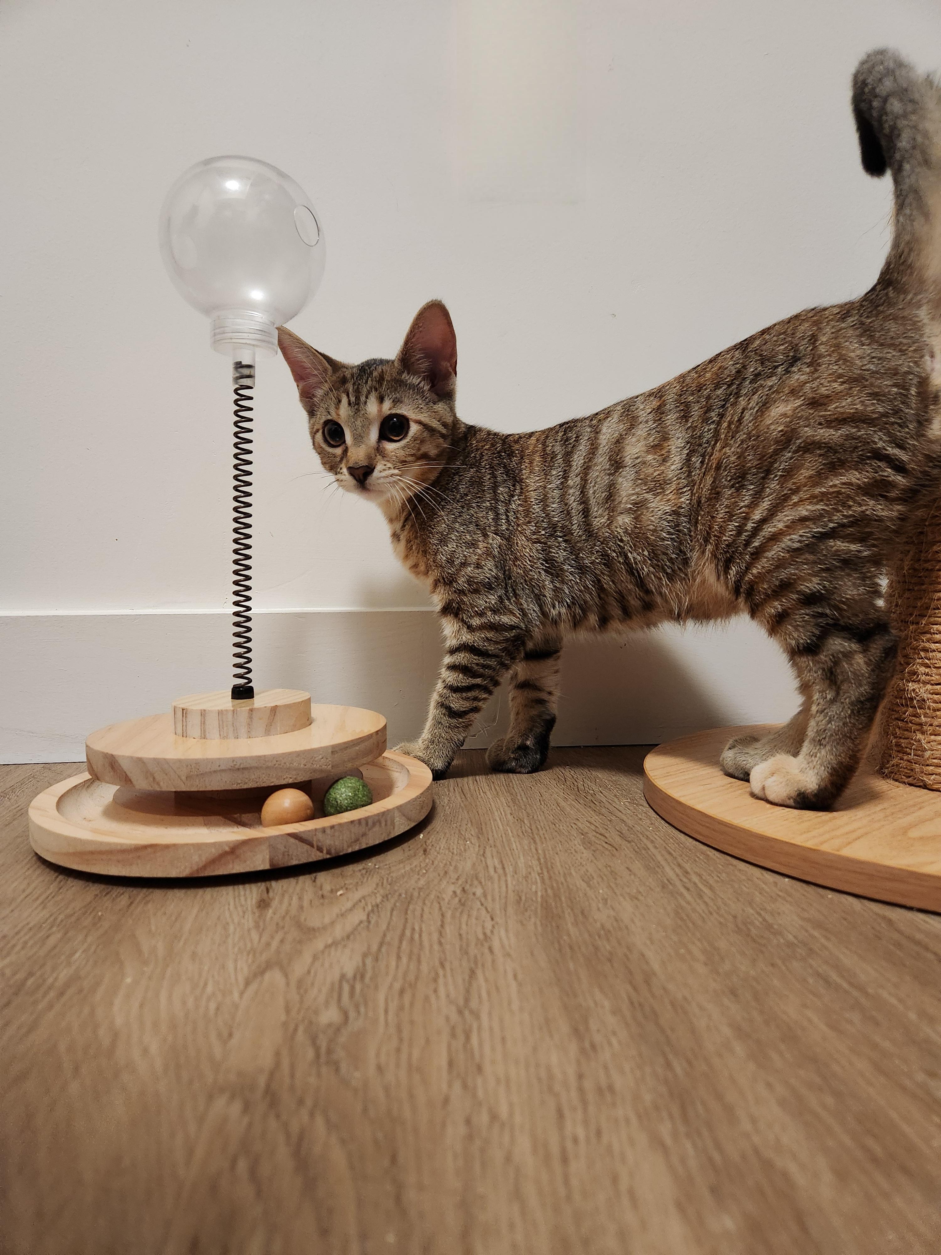 Enlarge Serafina-Must be adopted as a buddy cat, a Adopted Domestic Short Hair in Toronto, ON image 2/2