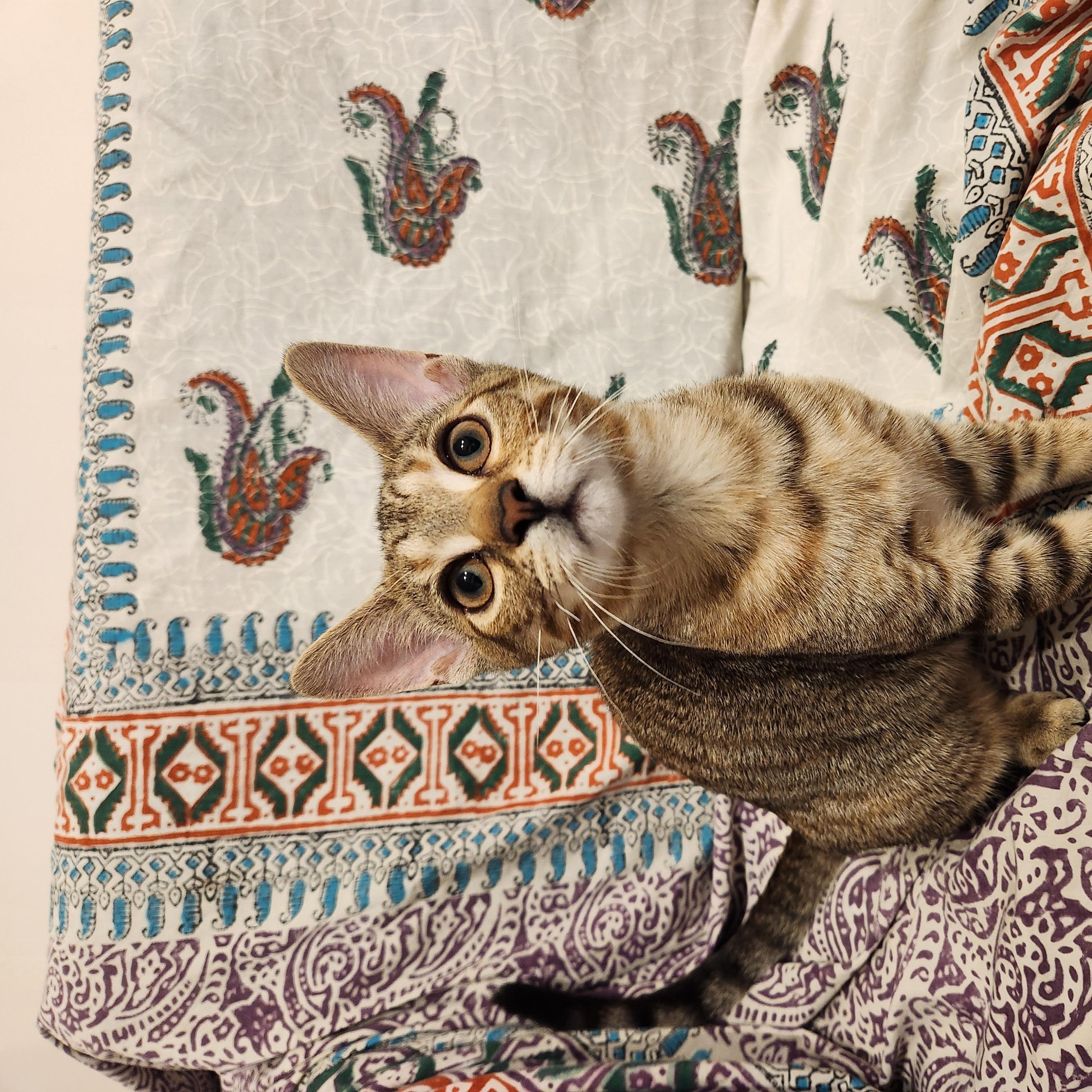 Enlarge Serafina-Must be adopted as a buddy cat, a Adopted Domestic Short Hair in Toronto, ON image 1/2