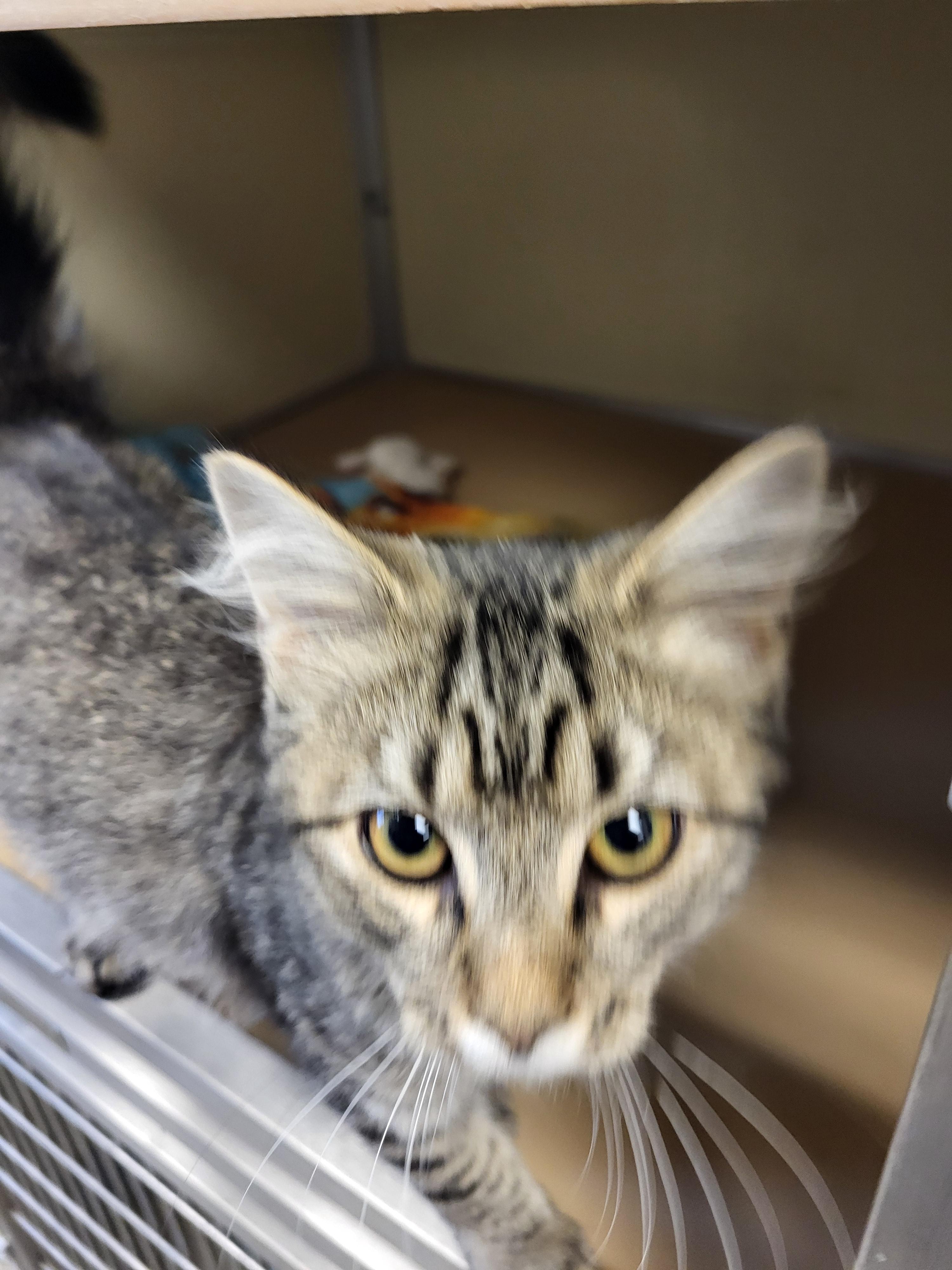 Enlarge Zuma, a Adopted Domestic Short Hair in Sterling, CO image 3/5