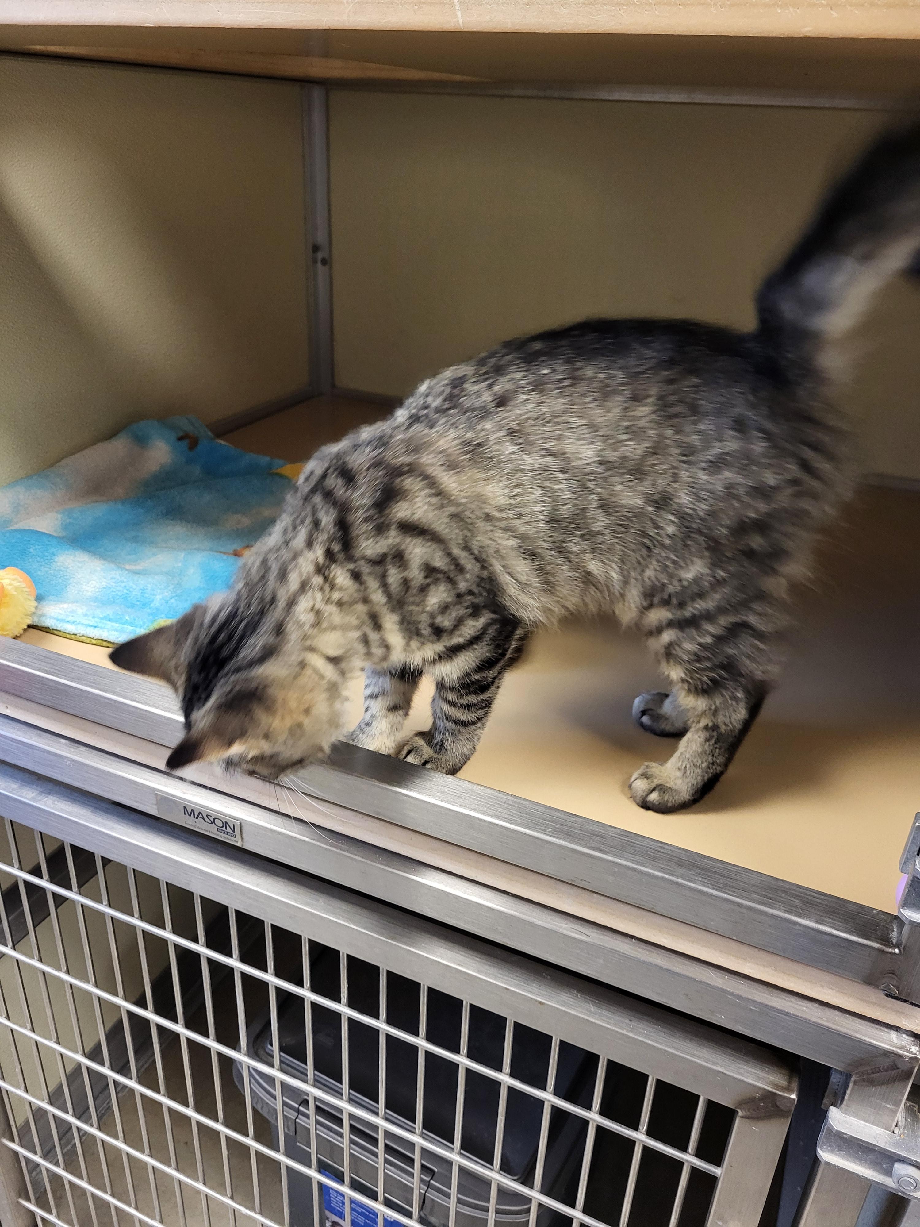 Enlarge Zuma, a Adopted Domestic Short Hair in Sterling, CO image 5/5