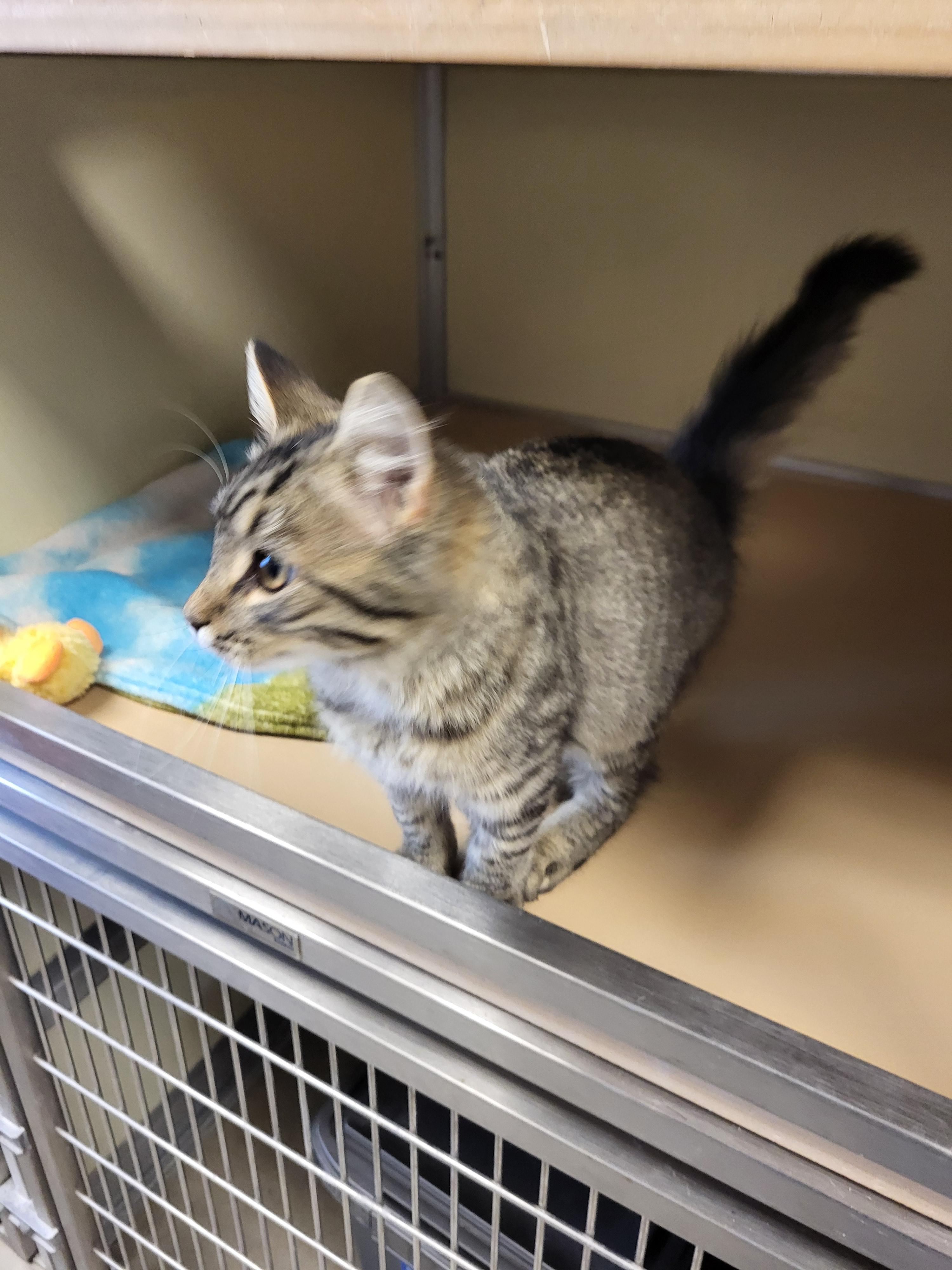 Enlarge Zuma, a Adopted Domestic Short Hair in Sterling, CO image 4/5