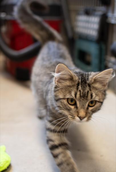 Zuma, an adoptable Domestic Short Hair in Sterling, CO, 80751 | Photo Image 4