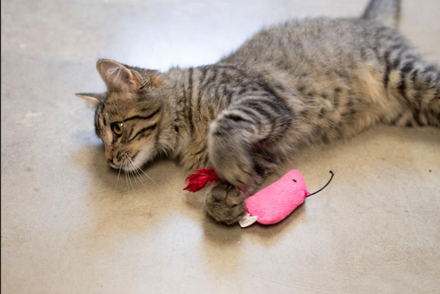 Zuma, an adoptable Domestic Short Hair in Sterling, CO, 80751 | Photo Image 1