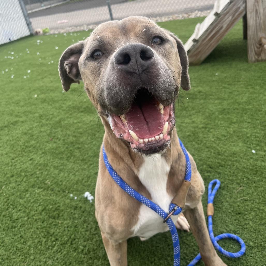 Barley, Adoptable, Adult Male Pit Bull Terrier & Mixed Breed.