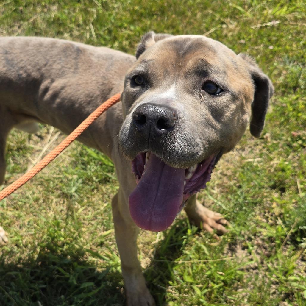 Barley, a Adoptable mixed breed in Bristol, IN image 2/4