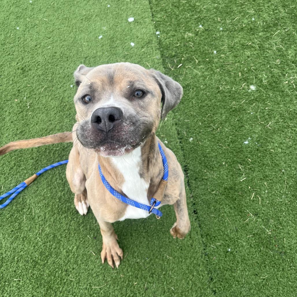 Barley, a Adoptable mixed breed in Bristol, IN image 3/4