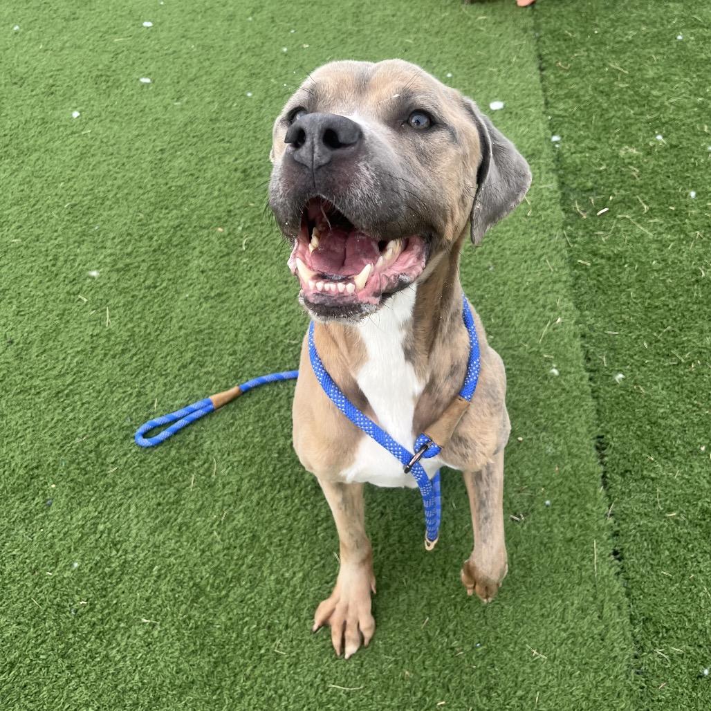 Barley, a Adoptable mixed breed in Bristol, IN image 4/4