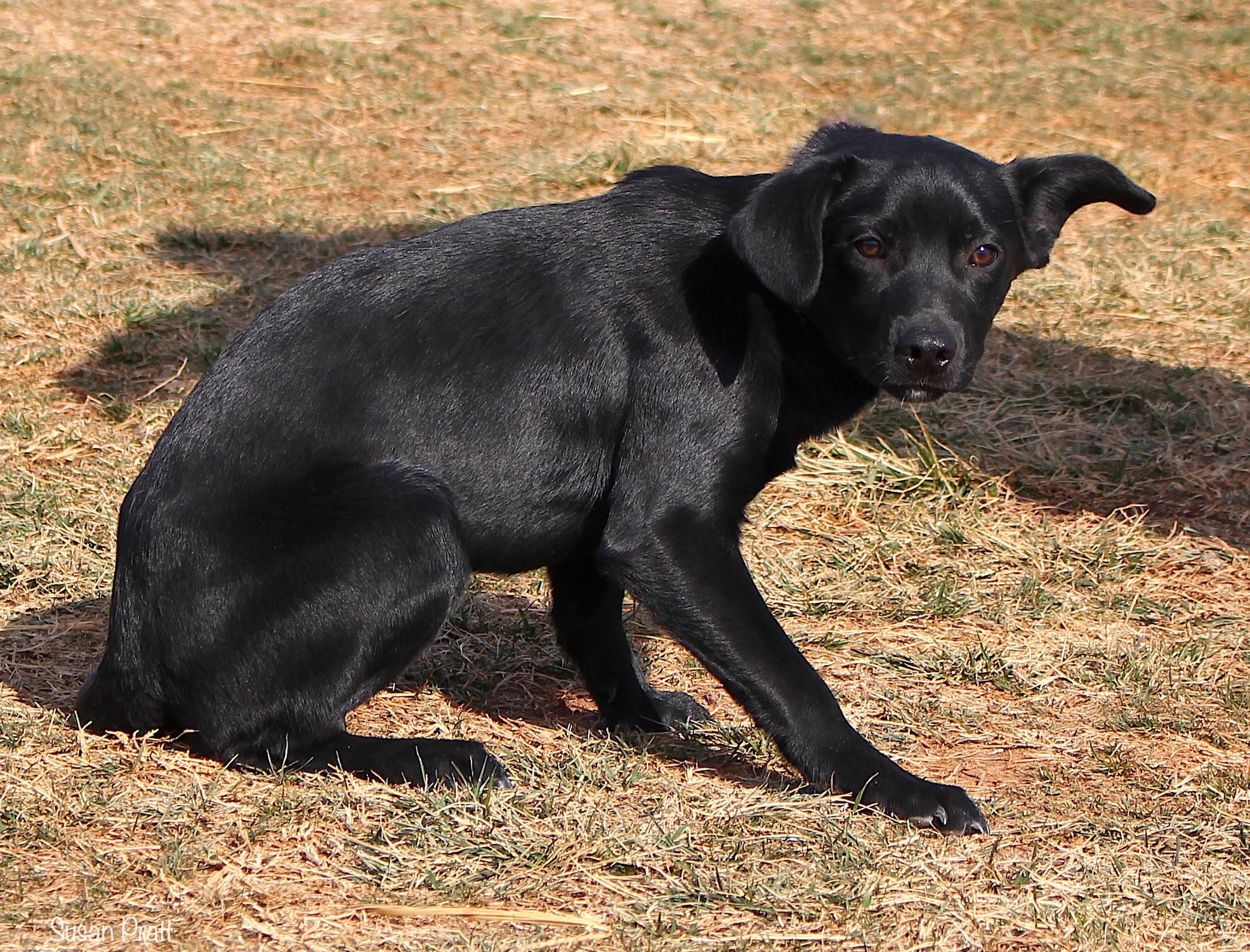 Spruce, an adopted mixed breed in Bedford, VA image 3/3