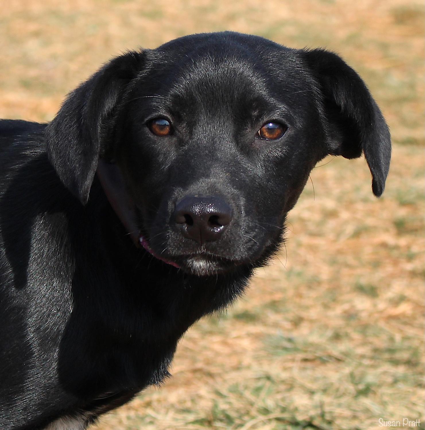 Spruce, adoptable, Young Male Labrador Retriever.