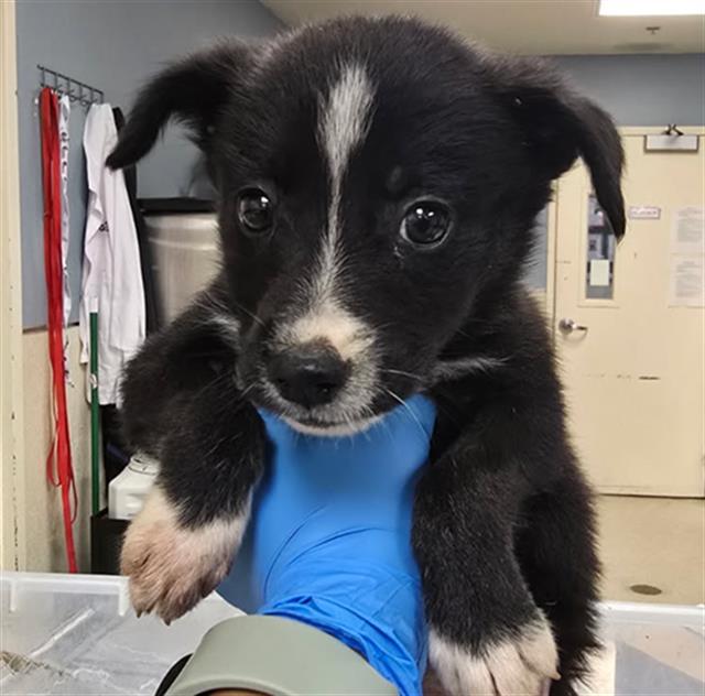 Enlarge TAMALES, a Adopted Border Collie in Sebec, ME image 1/2