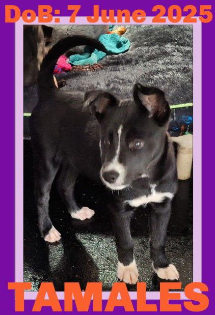 Enlarge TAMALES, a Adopted Border Collie in Sebec, ME image 2/2