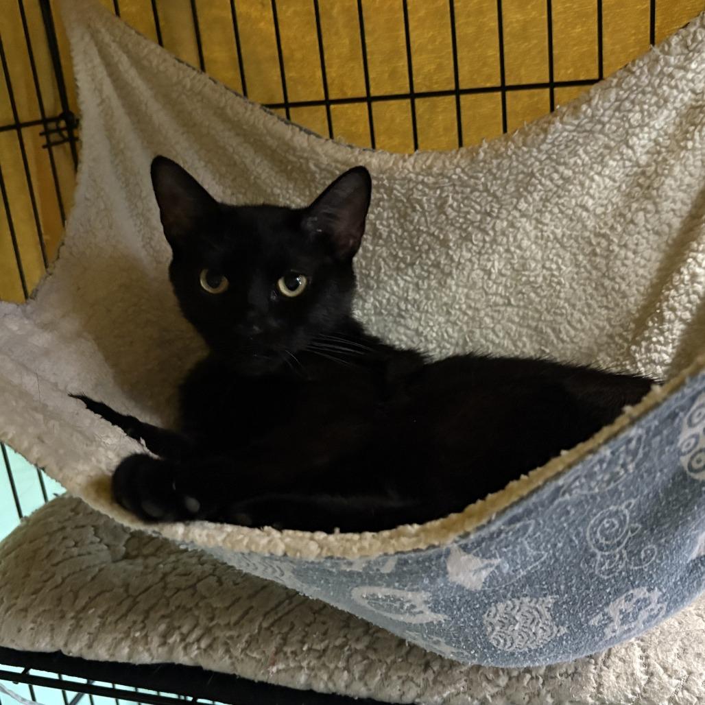 Manganese, Adoptable, Adult Female Domestic Short Hair.
