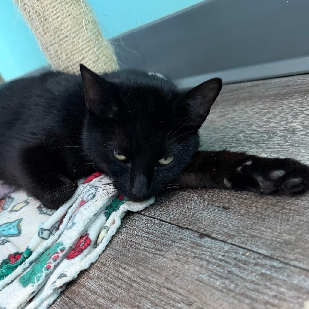 Manganese, a Adoptable Domestic Short Hair in Marion, VA image 2/3