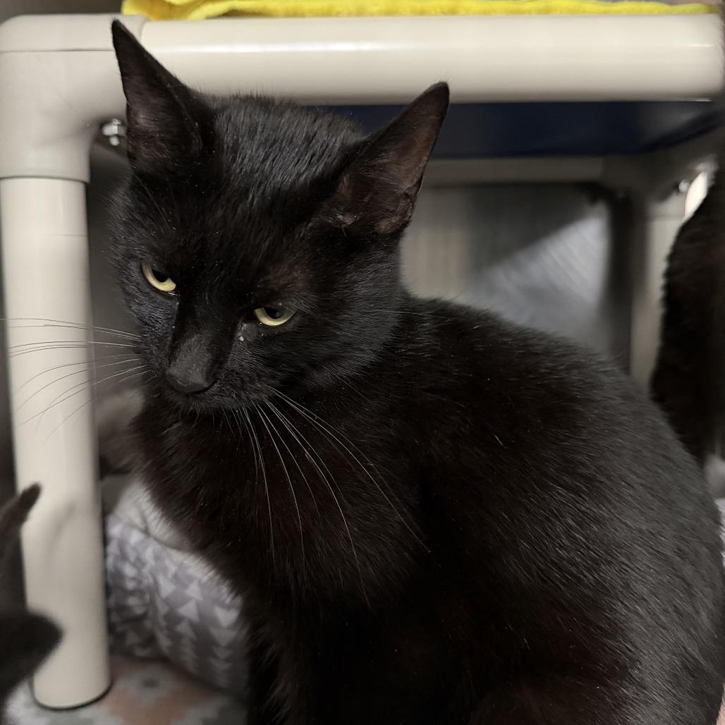 Manganese, a Adoptable Domestic Short Hair in Marion, VA image 3/3
