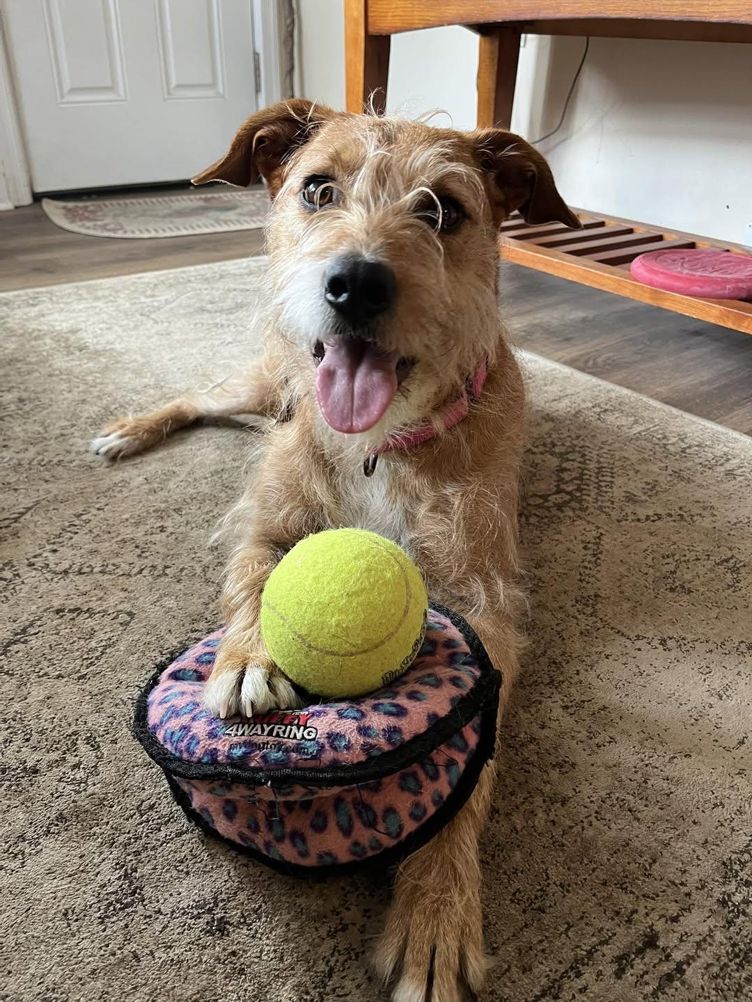 Taylor, a Adoptable Terrier in Edgewood, MD image 1/6