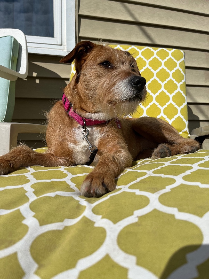 Taylor, a Adoptable Terrier in Edgewood, MD image 2/6