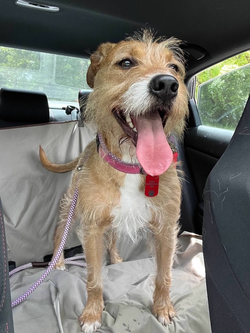 Taylor, a Adoptable Terrier in Edgewood, MD image 3/6