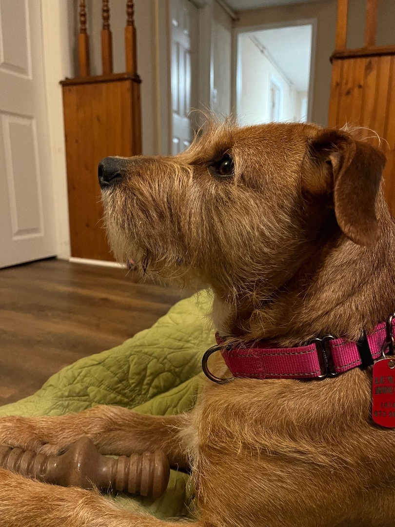 Taylor, a Adoptable Terrier in Edgewood, MD image 4/6