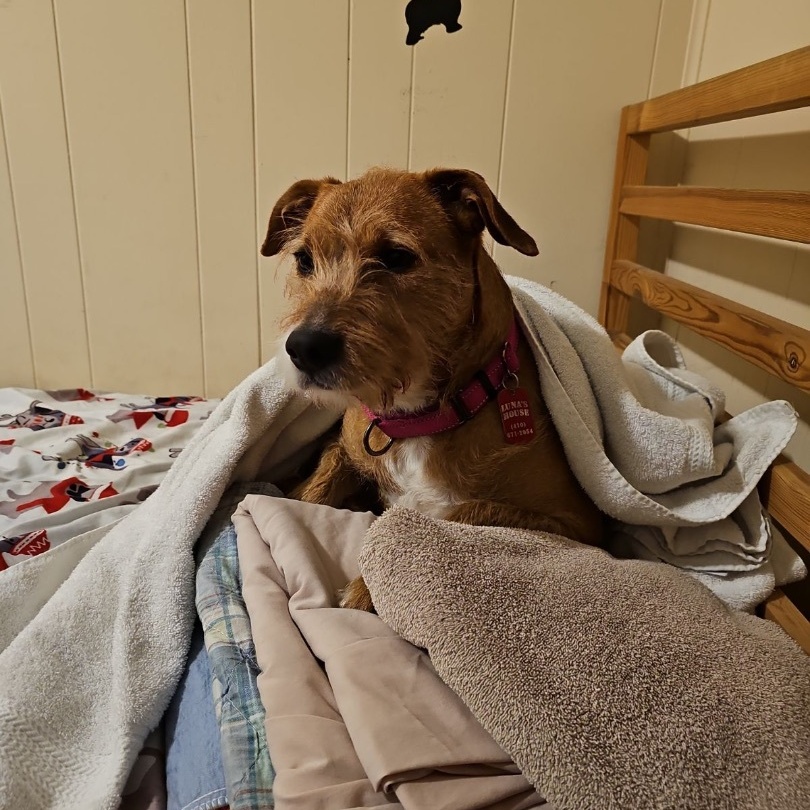 Taylor, a Adoptable Terrier in Edgewood, MD image 5/6