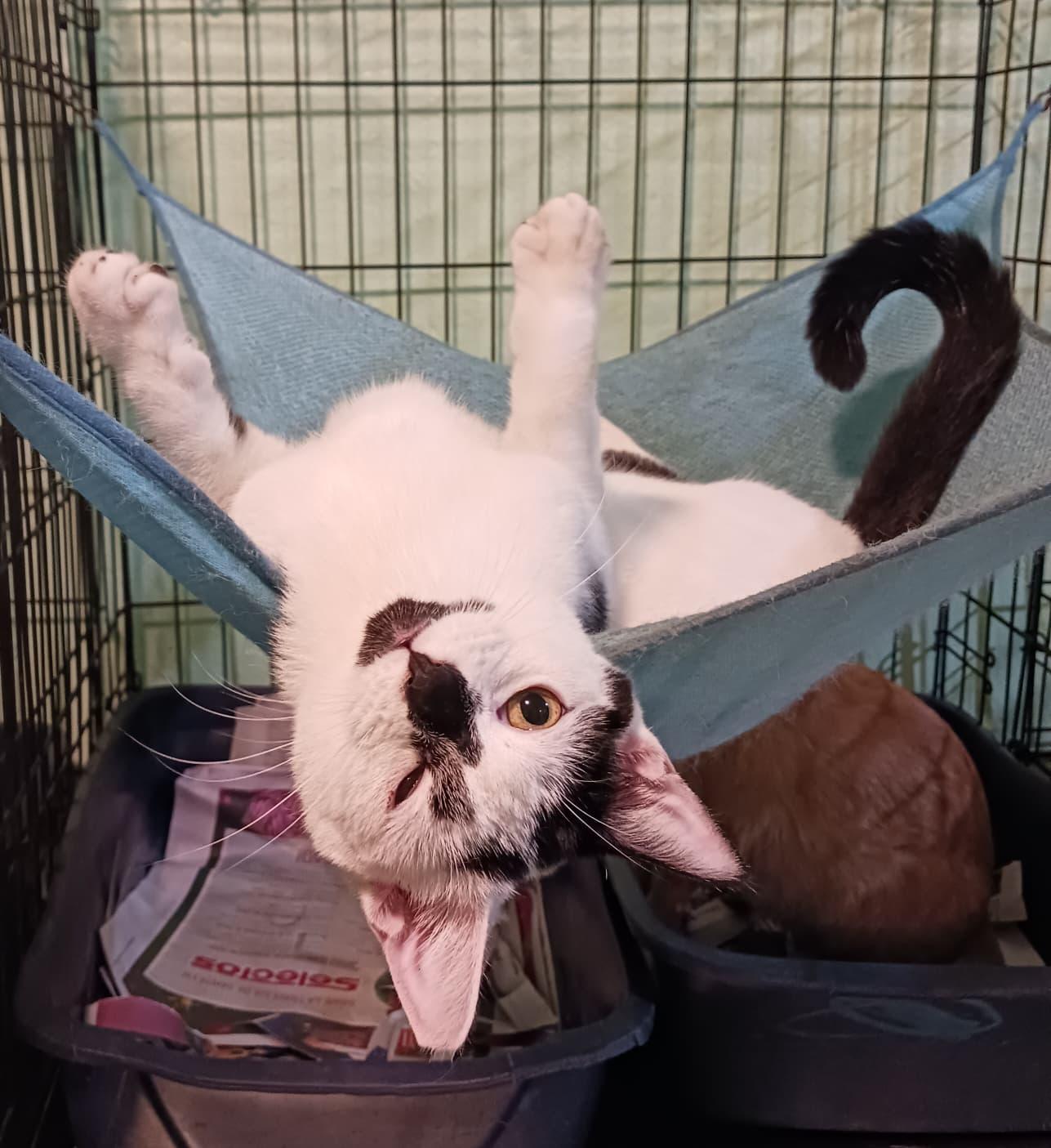 Don Juan, an adopted Domestic Short Hair in San Juan, PR image 1/5