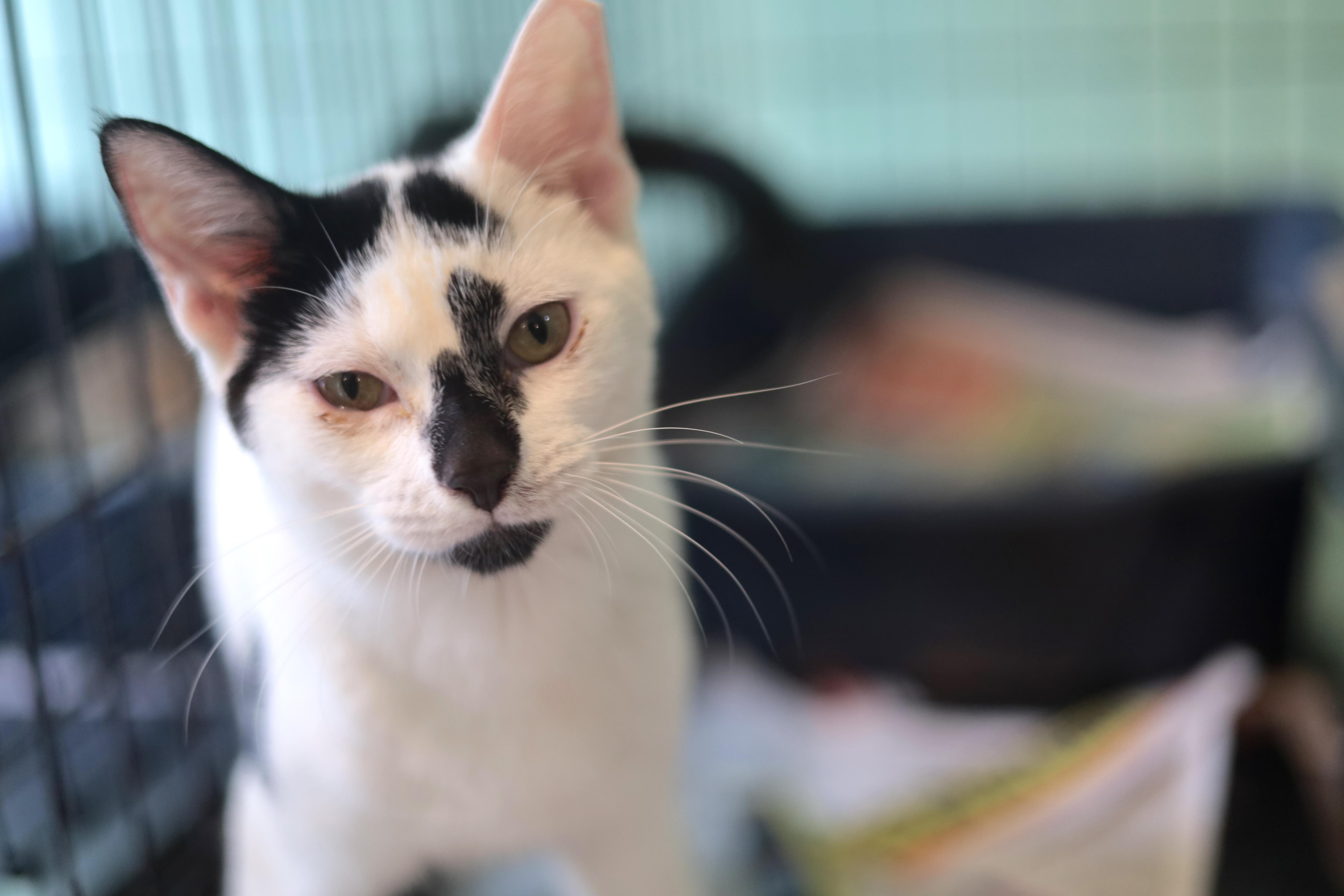 Don Juan, adopted, Kitten Male Domestic Short Hair.