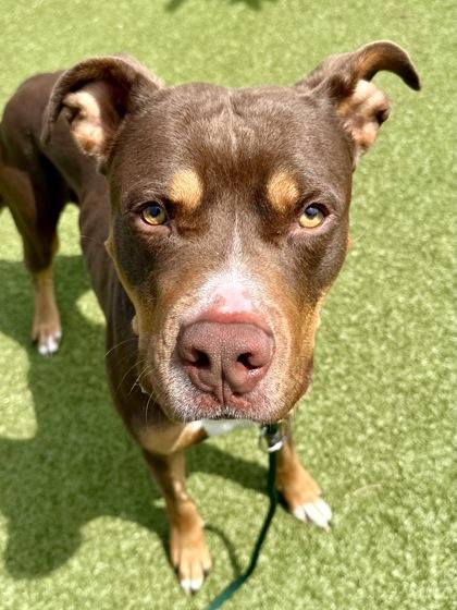 Les, Adoptable, Adult Male Mixed Breed & Mixed Breed.