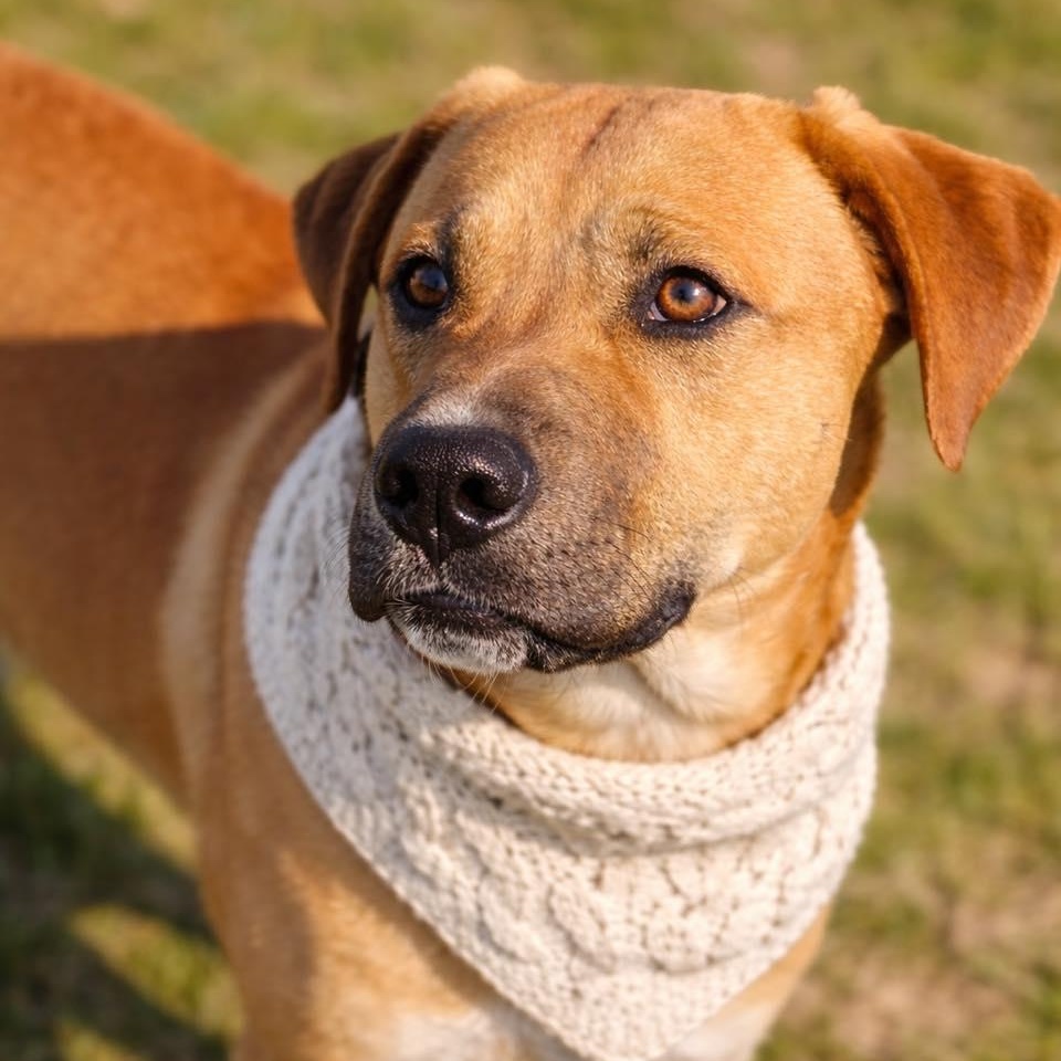 Enlarge Zayden, an adopted mixed breed in Effingham, IL image 2/5